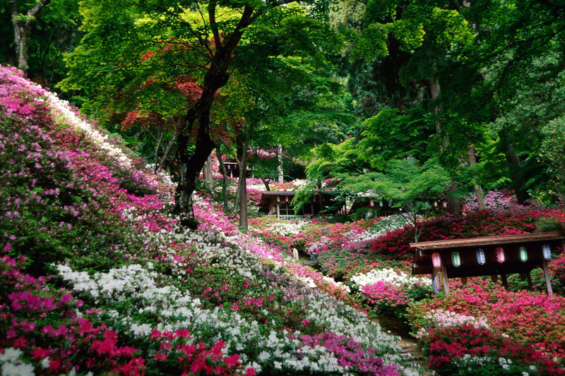 大興善寺のつつじ（基山町）