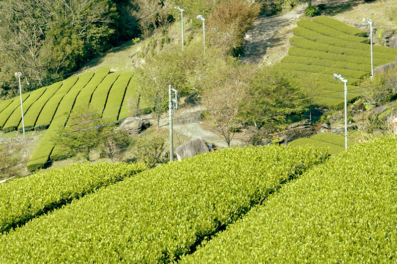 お茶畑（嬉野市）