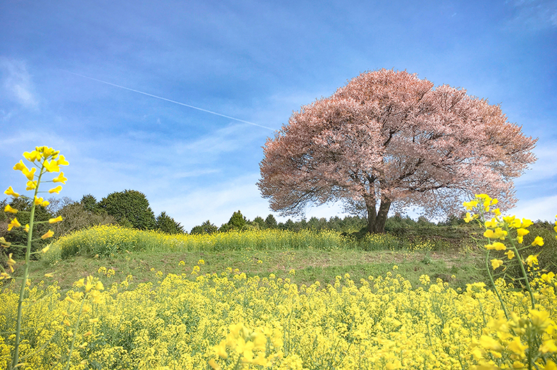 馬場の山桜（武雄市）